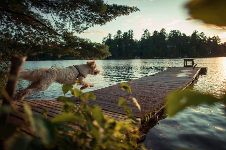 golden doodle running towards water